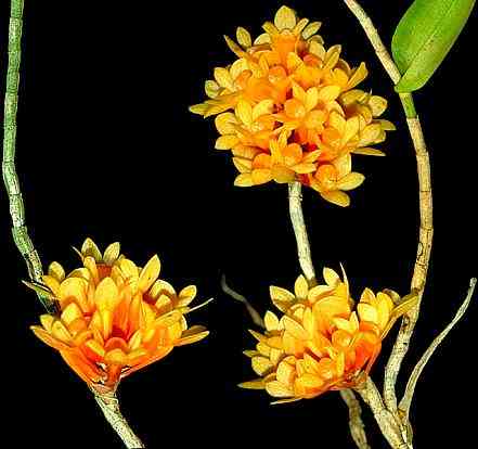 Dendrobium subclausum 'Phlox'